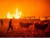 Wald­brand-Tra­gö­die: Mehr als 95 Tote 2017