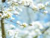 Ach­tung Algar­ve: Die Pol­len sind da