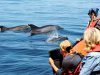 Algar­ve: Auf wil­de Wale und Del­fi­ne treffen!