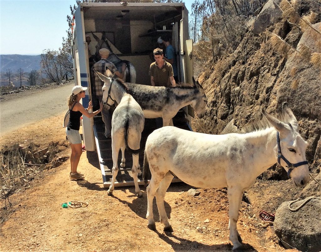 Rettung von Robert Nestmann und seinen fünf Eseln aus Monchique