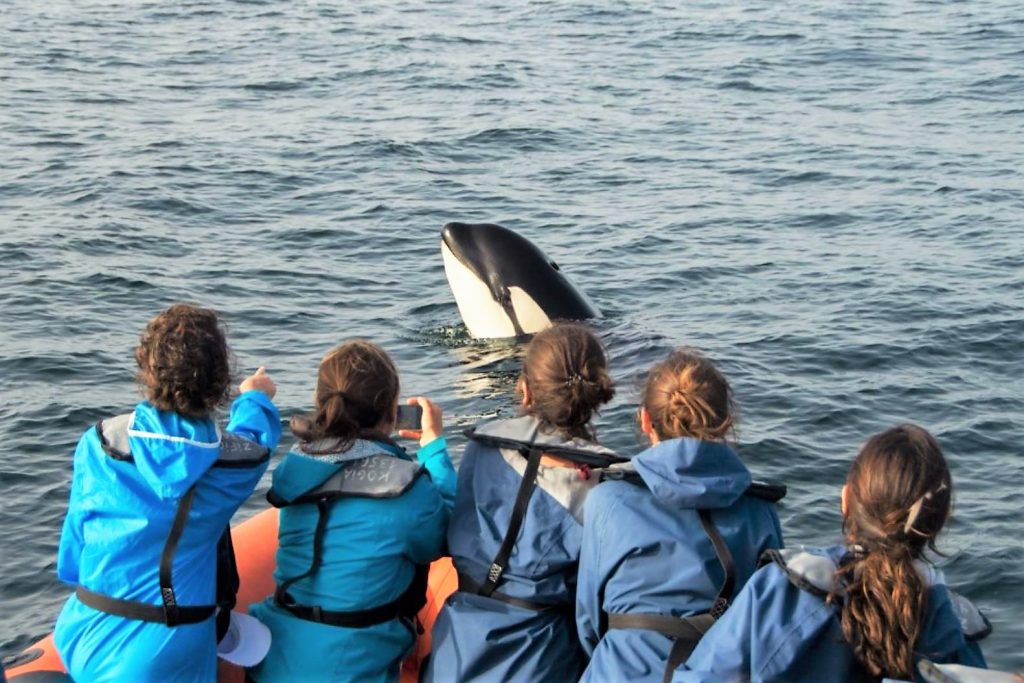Orcas an der Algarve: Schwertwal-Baby bei Sagres gerettet
