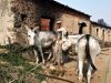 Mon­chi­que: Deut­sche ret­ten Esel-Flüs­te­rer Robert