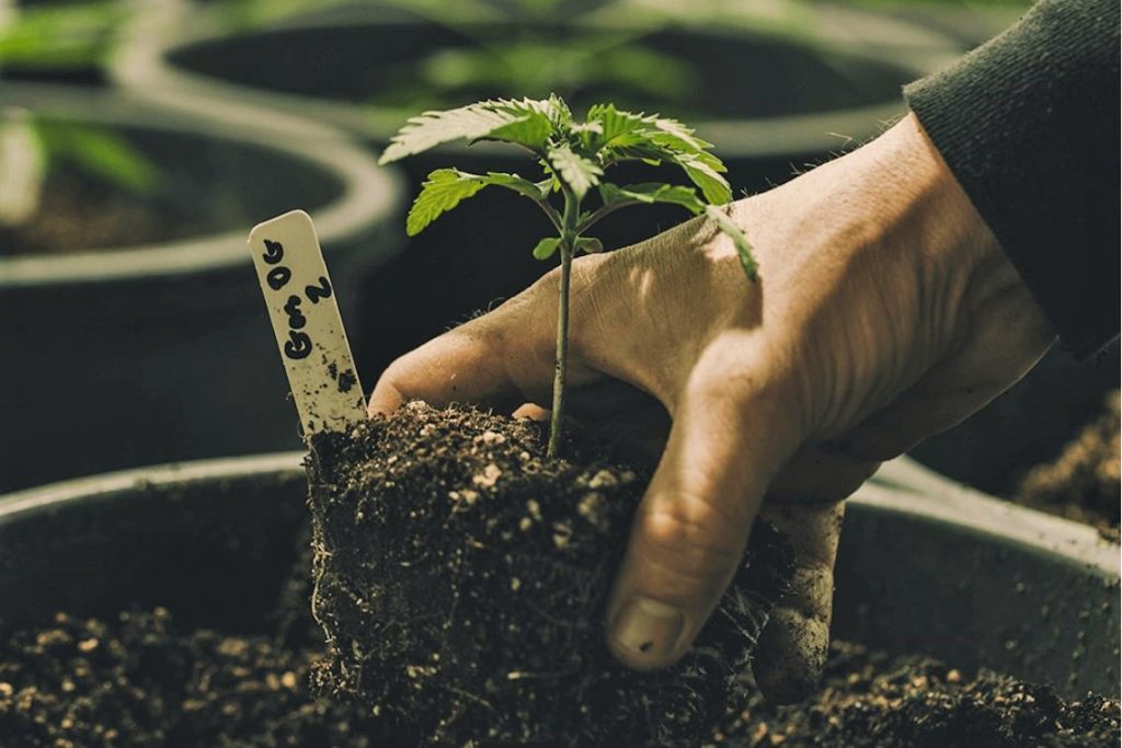 Cannabis wird im Alentejo in Portugal für medizinische Zwecken angebaut