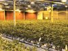 Wird Alen­te­jo größ­ter Cannabis-Produzent?