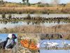 Schutz für drei Algar­ve-Feucht­ge­bie­te verlangt