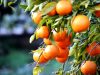 Algar­ve-Zitrus­früch­te wol­len deut­schen Markt erobern