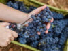 Wein: So wird der Jahr­gang 2019 in Algar­ve und Alentejo
