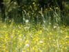 Algar­ve: Vor­sicht All­er­gie – Sehr hohe Pol­len­kon­zen­tra­tio­nen in der Atmosphäre
